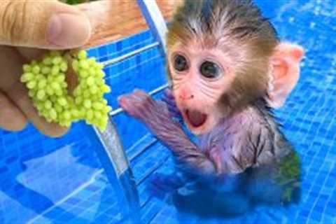 Monkey Baby Bon Bon harvest fruit in the farm and eat with puppy and duckling at the pool