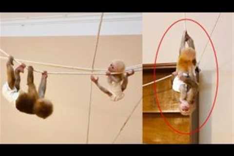Tony monkey helps baby Ben Ben get stuck on the rope