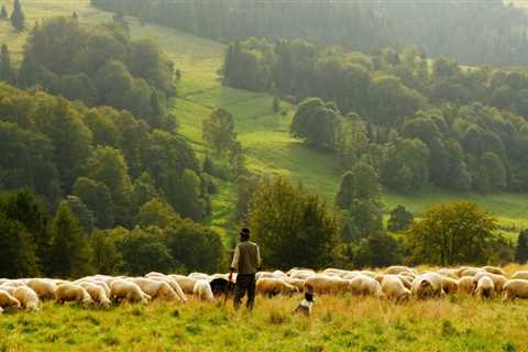 Raising Sheep Starter Guide - Critter Ridge