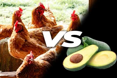 Can Chickens Eat Avocados? - Critter Ridge