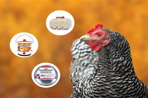 Which is the Best Chicken Waterer to Purchase? - Critter Ridge
