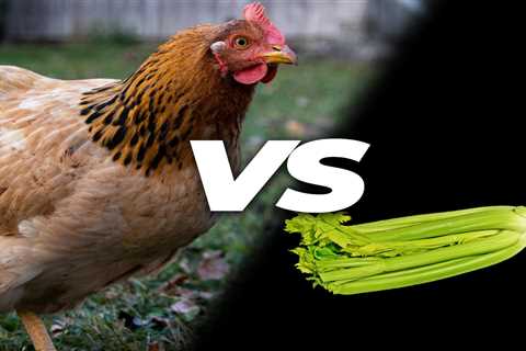 Can Chickens Eat Celery? - Critter Ridge
