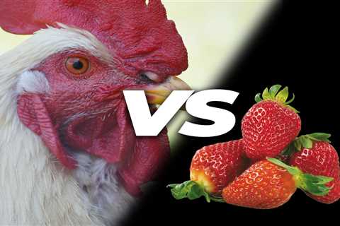 Can Chickens Eat Strawberries? - Critter Ridge