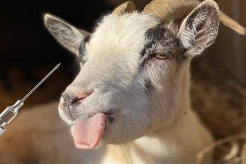 Goat Antibiotics And Medications For Healthy Critters.