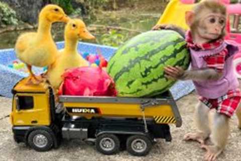 Bim Bim and wife steals watermelon to feed duckling