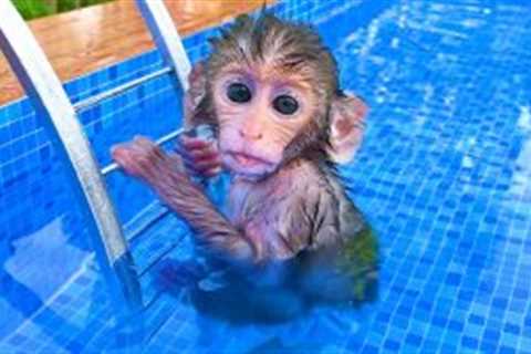 Baby Monkey Bon Bon Drives To The Pool And Opens Surprise Eggs With Puppies