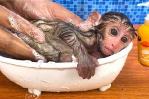 Baby Monkey Bon Bon Soaking in the Bathtub After a Day of Hard Work