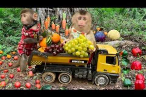 Smart Bim Bim helps dad harvest fruit in the garden for baby monkey Obi
