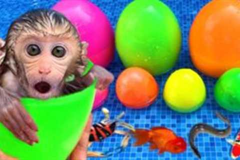 Monkey Baby Bon Bon open rainbow egg containing ducklings and eats ice cream with puppy the pool