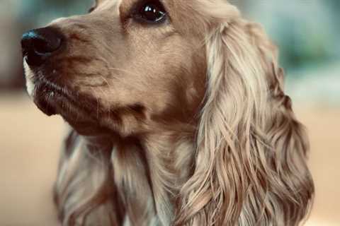 English Cocker Spaniel: The Awesome Pet For Families