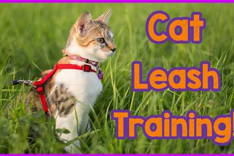 How to train your cat to know and respond to their name - Cats Things To Know Before You Get This 