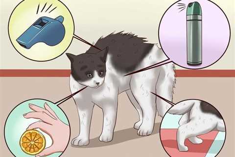 Note : The How To Leash Train a Cat - Coastal Pet Products Statements