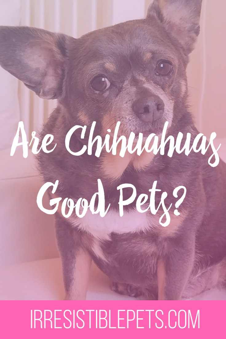 Are Chihuahuas Good Pets?