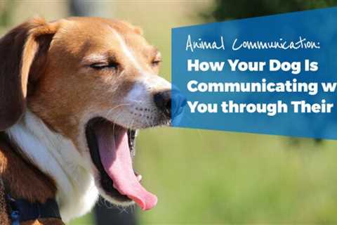 Animal Communication: How Your Dog Communicates with You Through Their Body