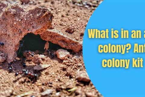 What is in an ant colony? Ant colony kit