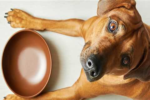 What dry dog food do vets recommend the most?