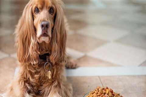 What brand of dog food is killing dogs?