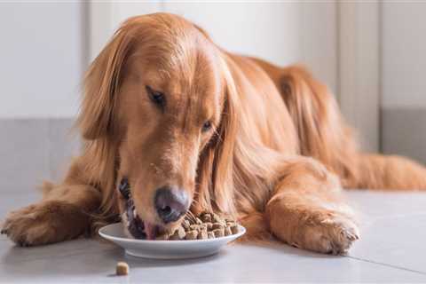 Which brand food is best for dog?