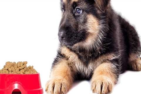 What dry dog food is best for german shepherd?