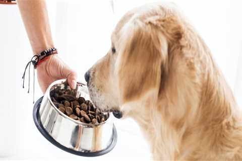 What is the most healthy dog food to buy?