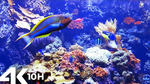 AQUARIUM 4k coral reef with water sound 10 Hours for Meditation Relaxation Sleeping #RELAXTIME