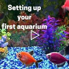 Beginners First Aquarium - How to Set up Your First Fish Tank