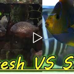 Are Freshwater Aquariums Easier Than Saltwater Aquariums?