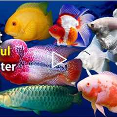 10 Most Beautiful Freshwater Fish for Aquarium