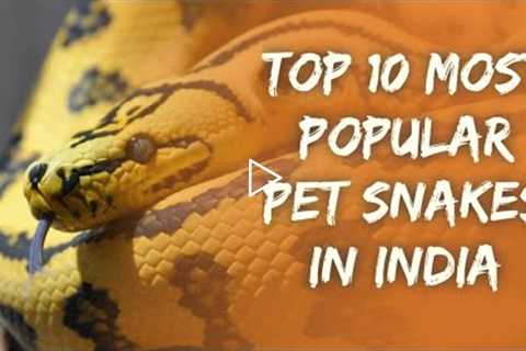 Top 10 Most Popular Pet Snakes In India