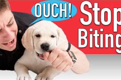 How to Train your Puppy to Stop Biting