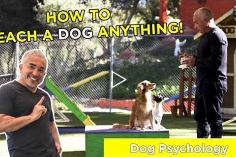 HOW TO TEACH A DOG ANYTHING! With Cesar Millan!