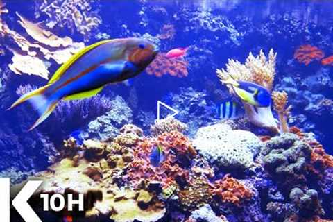 AQUARIUM 4k coral reef with water sound 10 Hours for Meditation Relaxation Sleeping #RELAXTIME