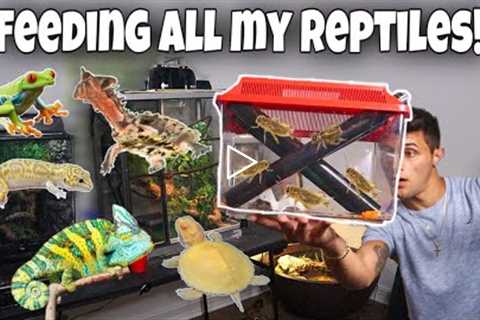 FEEDING ALL My EXOTIC REPTILES In ONE VIDEO!!