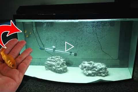 Can it survive? Watch What happens when you put freshwater fish in saltwater.