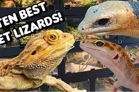 The 10 BEST Pet Lizards (in my opinion)