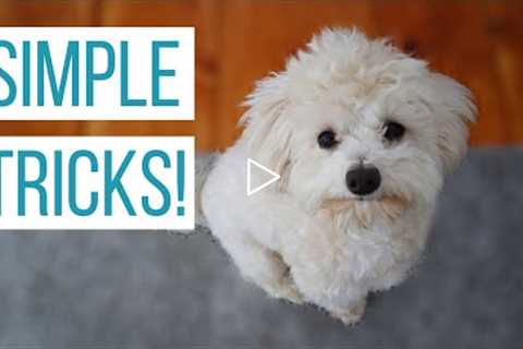 HOW WE TAUGHT OUR MALTIPOO BASIC TRICKS | How to Train Your Dog Sit, Down, Up, Stand, & Roll..