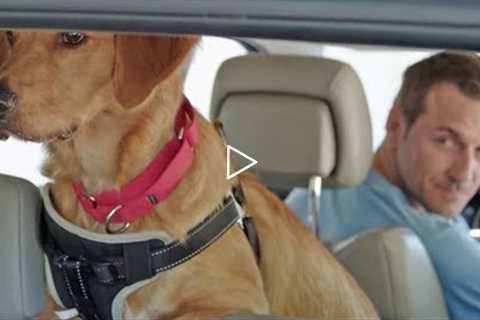 How to Get a Dog Used to Long Car Rides