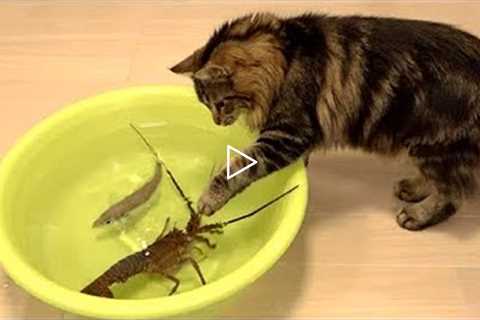 Funniest Cat Videos That Will Make You Laugh #17 - Funny Cats and Dogs Videos