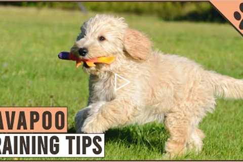 How To Train A Cavapoo | Dog World