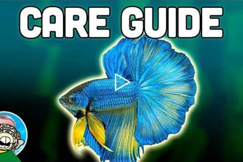 Betta Fish Care Guide - Betta Fish Tanks - Aquarium Co-Op