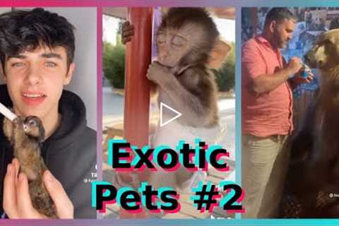 Exotic Pets | TikTok Compilation [Part 2]