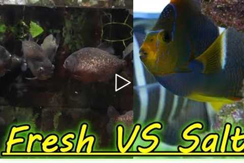 Are Freshwater Aquariums Easier Than Saltwater Aquariums?