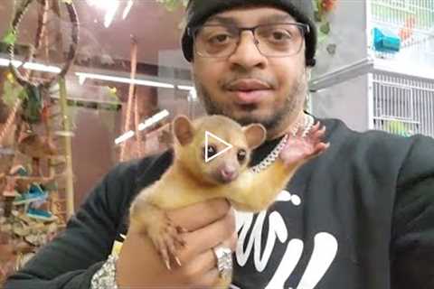 My First Time At NJ Exotic Pets I'm In Love With This Kinkajou
