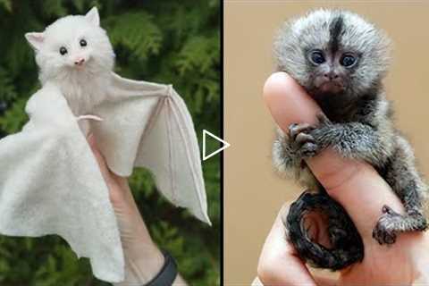 25 Cutest Exotic Animals You Can Own As Pets