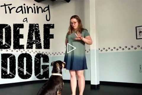 Training a DEAF DOG- Training Tip Tuesday
