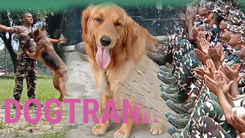 Dog training at SSB | how to train your dog  | puppy training  | funny dog video