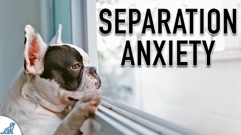 Your Dog DOESN'T Have Separation Anxiety (They Have THIS)
