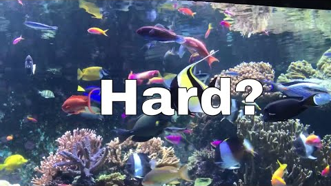 Keeping a Saltwater Aquarium is EASY!