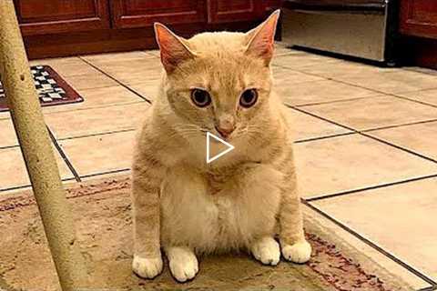 Funny animals - Funny dogs /cats - Funny animal videos 2022 #MC19
