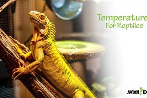 Temperatures for Reptiles